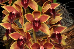 Cymbidium N.R. Sycamore Creek AM/AOS 83 pts.